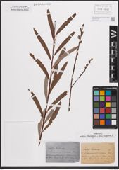 Foto von Salix eleagnos Scop. x Salix purpurea L.